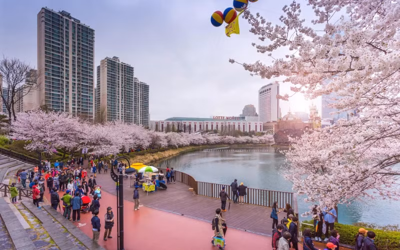 Vào thời điểm đầu tháng 4, hoa anh đào nở rộ quanh hồ Seokchon, nằm ở phía đông thủ đô Seoul (Ảnh: Klook)