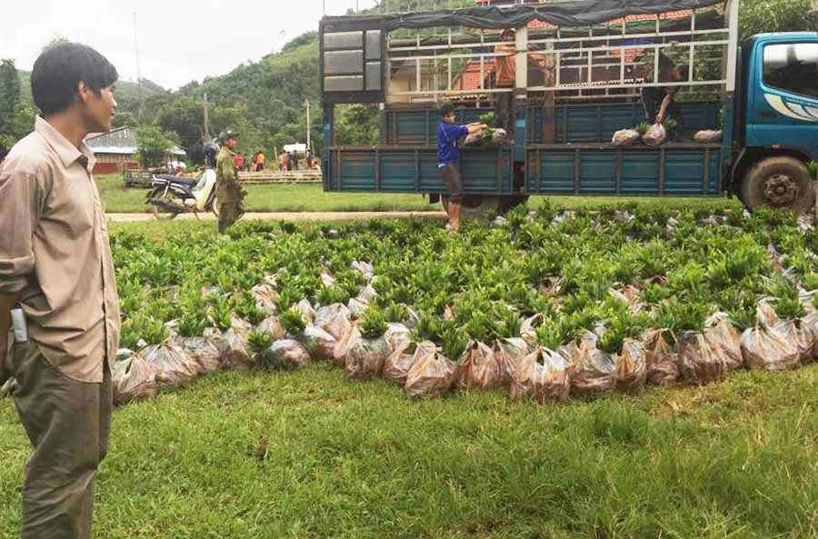 Cán bộ xã Hà Đông tập kết cây giống chuẩn bị cấp phát cho người dân. Ảnh: M.N Cán bộ xã Hà Đông tập kết cây giống chuẩn bị cấp phát cho người dân. Ảnh: M.N