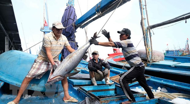 Ngư dân Khánh Hoà thu hoạch cá ngừ đại dương tại cảng Hòn Rớ (thành phố Nha Trang). (Ảnh: Nguyễn Dũng/TTXVN) Ngư dân Khánh Hoà thu hoạch cá ngừ đại dương tại cảng Hòn Rớ (thành phố Nha Trang). (Ảnh: Nguyễn Dũng/TTXVN)