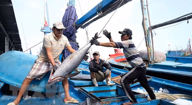 Ngư dân Khánh Hoà thu hoạch cá ngừ đại dương tại cảng Hòn Rớ (thành phố Nha Trang). (Ảnh: Nguyễn Dũng/TTXVN)