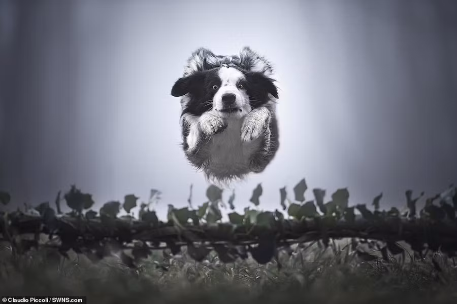  Một vài hình ảnh khác chụp các chú chó của nhiếp ảnh gia người Italia.