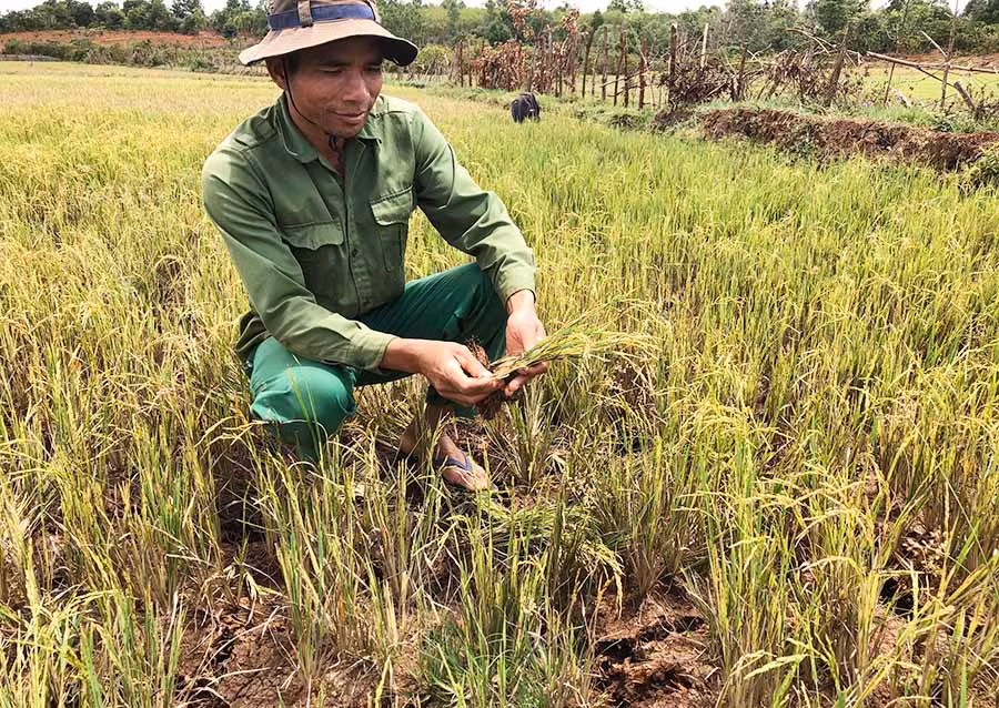 Ông Đinh Phát-Trưởng thôn Tơ Drah (xã Bar Măih, huyện Chư Sê) bên một ruộng lúa bị giảm năng suất 50-70% do nắng hạn. Ảnh: L.N