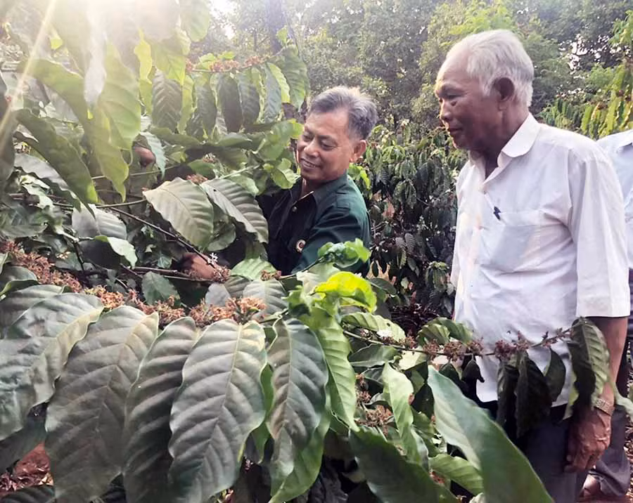  Ông Trang (trái) hướng dẫn ông Choeng kỹ thuật chăm sóc cây cà phê. Ảnh: A.H
