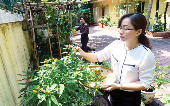 Vườn rau do các chị em Hội Liên hiệp phụ nữ quận 1, TP.HCM trồng trên các vật dụng tái chế tại cơ quan - Ảnh: QUANG ĐỊNH