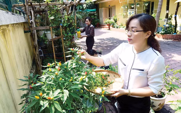 Vườn rau do các chị em Hội Liên hiệp phụ nữ quận 1, TP.HCM trồng trên các vật dụng tái chế tại cơ quan - Ảnh: QUANG ĐỊNH