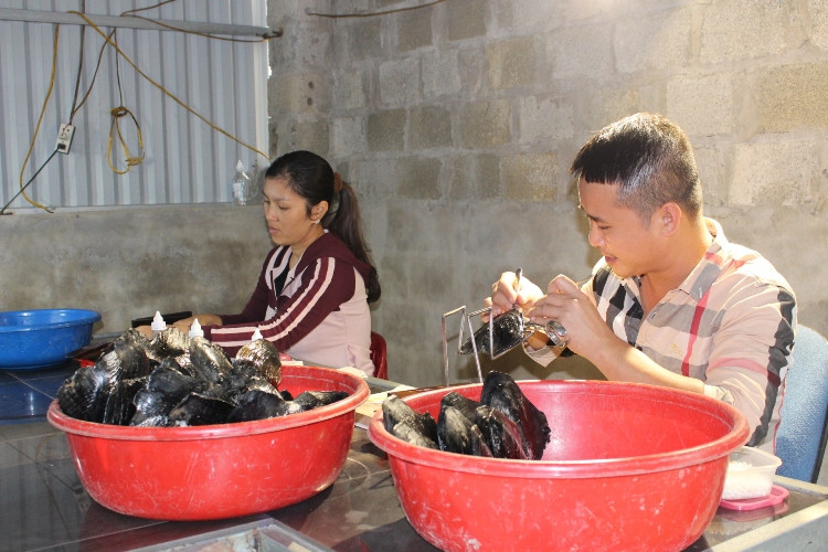 Kỹ thuật cấy ngọc vào trai đòi hỏi người làm phải tỉ mỉ Kỹ thuật cấy ngọc vào trai đòi hỏi người làm phải tỉ mỉ
