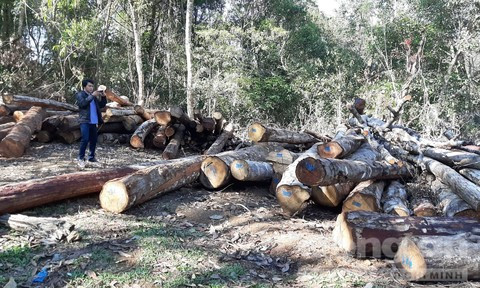 Bãi tập kết gỗ tận thu có đánh dấu của cơ quan chức năng