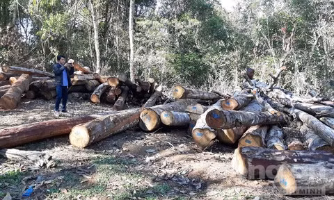 Bãi tập kết gỗ tận thu có đánh dấu của cơ quan chức năng