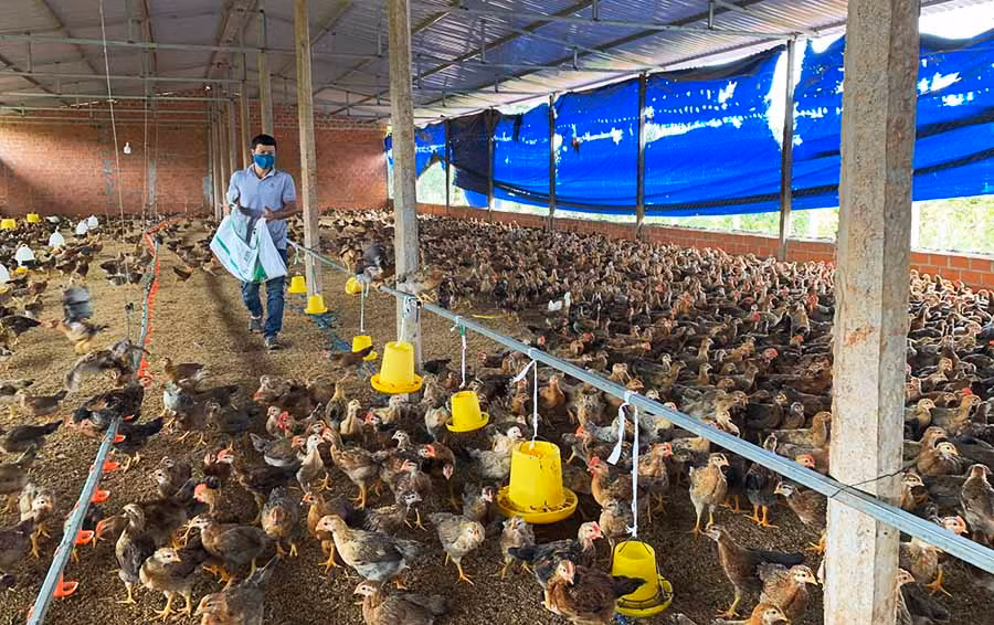 Gà nuôi trên đệm lót sinh học khỏe mạnh, lớn nhanh hơn so với phương pháp truyền thống. Ảnh: Phương Vi