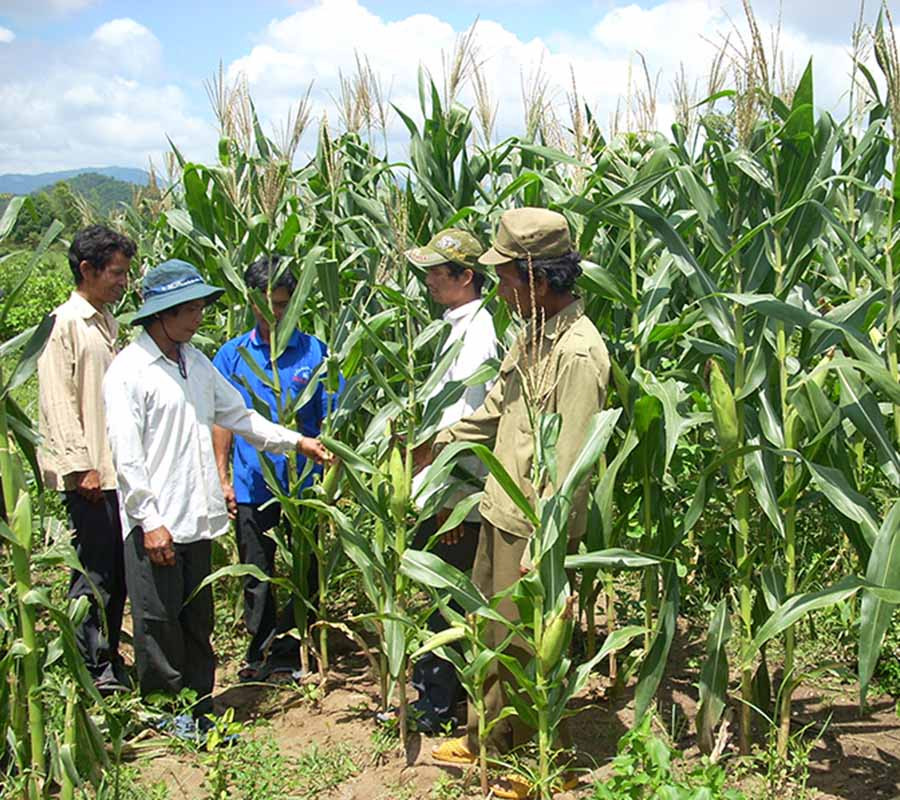 Nông dân trao đổi kinh nghiệm phòng trừ sâu bệnh để bảo vệ cây trồng. Ảnh: Lương Thanh Nông dân trao đổi kinh nghiệm phòng trừ sâu bệnh để bảo vệ cây trồng. Ảnh: Lương Thanh