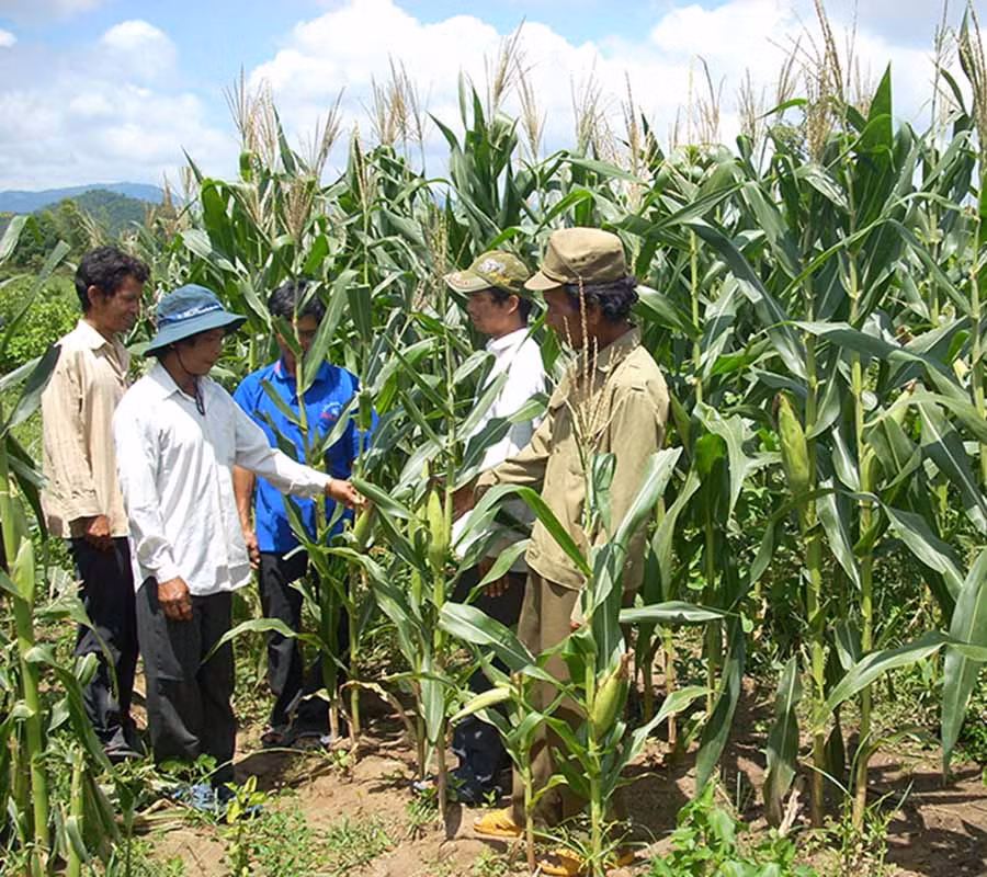 Nông dân trao đổi kinh nghiệm phòng trừ sâu bệnh để bảo vệ cây trồng. Ảnh: Lương Thanh