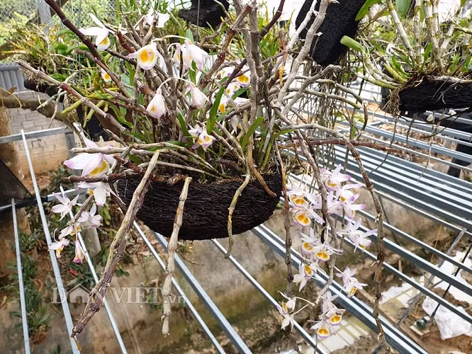  Các loại phong lan trong vườn của chị Phượng đa số là những loại lan rừng thông thường, dễ trồng, dễ chăm sóc, hoa đẹp, lâu tàn và giá cả bình dân.