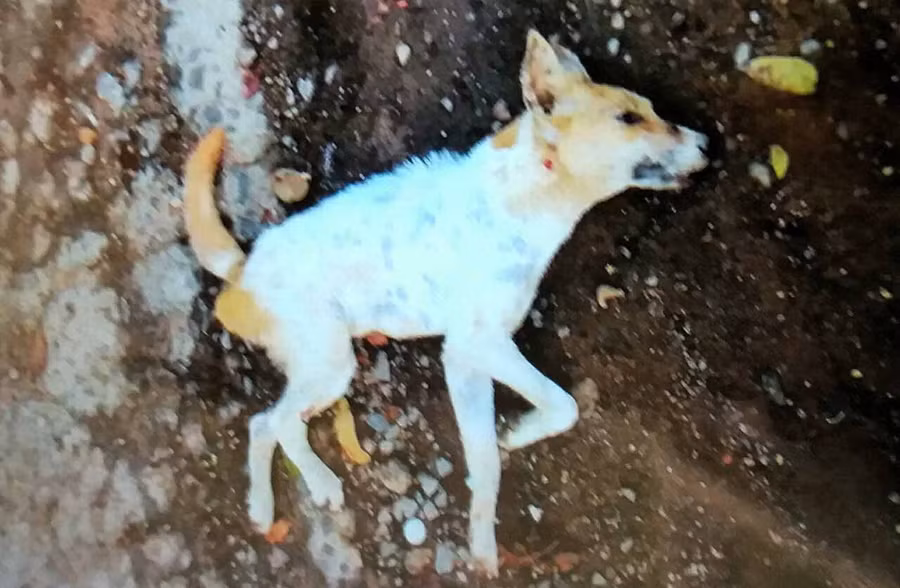 Đã có 16 trường hợp phải đi tiêm phòng vì bị con chó này tấn công. Ảnh: Như Nguyện