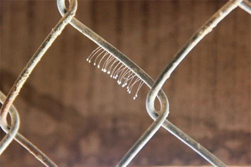 Tuy nhiên thứ hoa mà mọi người tìm thấy mọc trên những thanh sắt này... Tuy nhiên thứ hoa mà mọi người tìm thấy mọc trên những thanh sắt này...