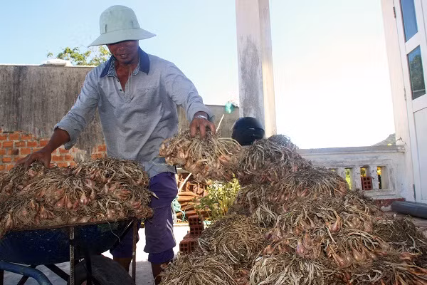 Nông dân ở xã biển Cát Hải đổi đời nhờ cây hành, đậu phộng.