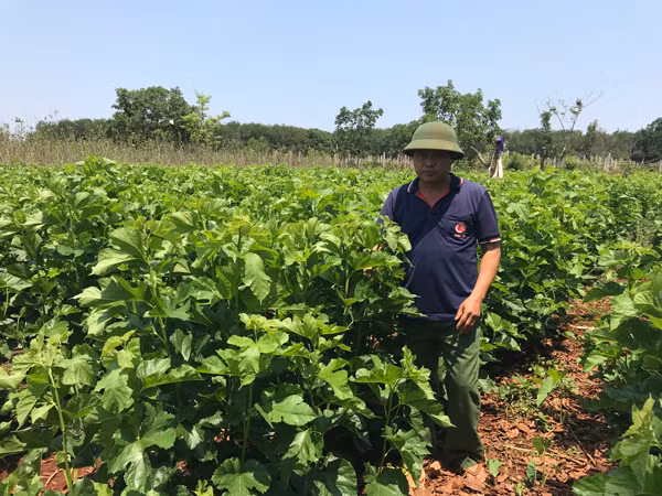 Ông Nguyễn Văn Lên (thôn Tứ Kỳ Bắc, xã Al Bá, huyện Chư Sê) bên vườn dâu trồng để nuôi tằm. Ảnh: N.D