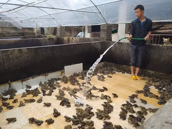  Anh Giáp Văn Bảo đang chăm sóc đàn ếch Thái Lan nuôi tại trang trại của gia đình.