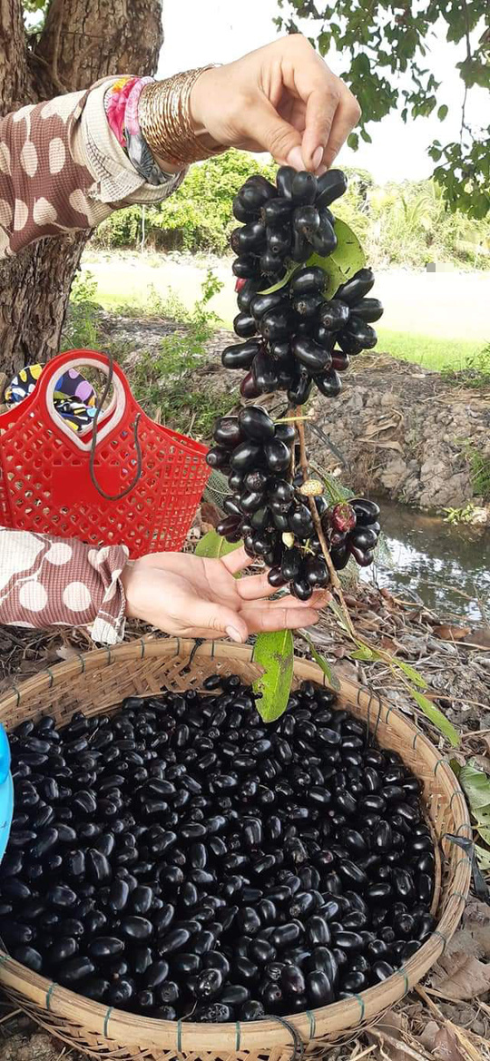 Mùa trâm chín gợi bao ký ức tuổi thơ