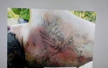 Thi thể người đàn ông có vết xăm hình chim đại bàng ở lưng. Ảnh: Công an Vĩnh Long