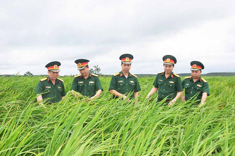 Cán bộ Binh đoàn 15 và Công ty 74 kiểm tra cánh đồng lúa của người dân do đơn vị cho nhân dân mượn đất trong khi tái canh cây cao su. Ảnh: V.H Cán bộ Binh đoàn 15 và Công ty 74 kiểm tra cánh đồng lúa của người dân do đơn vị cho nhân dân mượn đất trong khi tái canh cây cao su. Ảnh: V.H