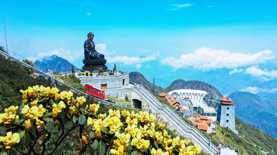 Hoa đỗ quyên sẽ rất bền, nhất là với thời tiết núi cao lạnh giá trên đỉnh Fansipan. Mùa ngắm hoa đỗ quyên ở đây sẽ kéo dài từ tháng 4 đến tháng 7 và luôn là thời điểm được mong chờ nhất trong năm. Hoa đỗ quyên sẽ rất bền, nhất là với thời tiết núi cao lạnh giá trên đỉnh Fansipan. Mùa ngắm hoa đỗ quyên ở đây sẽ kéo dài từ tháng 4 đến tháng 7 và luôn là thời điểm được mong chờ nhất trong năm.