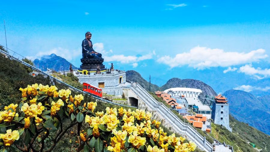 Hoa đỗ quyên sẽ rất bền, nhất là với thời tiết núi cao lạnh giá trên đỉnh Fansipan. Mùa ngắm hoa đỗ quyên ở đây sẽ kéo dài từ tháng 4 đến tháng 7 và luôn là thời điểm được mong chờ nhất trong năm.