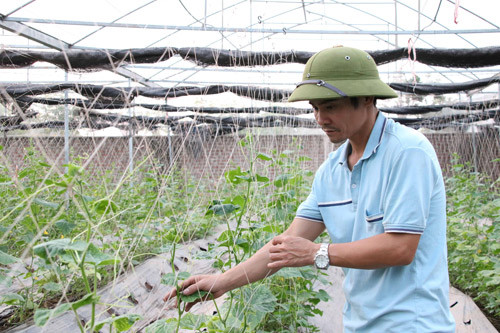 Giám đốc Lê Văn Tám trong nhà lồng trồng rau sạch bằng hữu cơ của mình. Ảnh: Ngọc Thủy