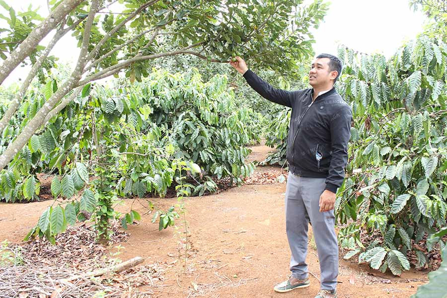 Vườn mắc ca trồng xen canh nhà ông Vụ. Ảnh: Nguyễn Diệp Vườn mắc ca trồng xen canh nhà ông Vụ. Ảnh: Nguyễn Diệp