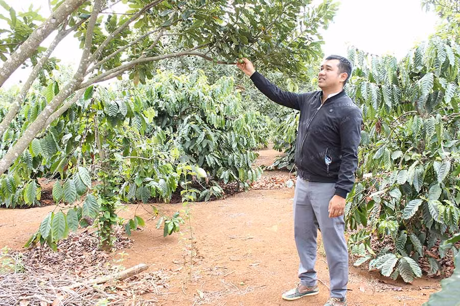 Vườn mắc ca trồng xen canh nhà ông Vụ. Ảnh: Nguyễn Diệp