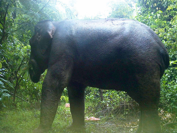 Đàn voi rừng được bẫy ảnh chụp - Ảnh do Ban QLKBT cung cấp