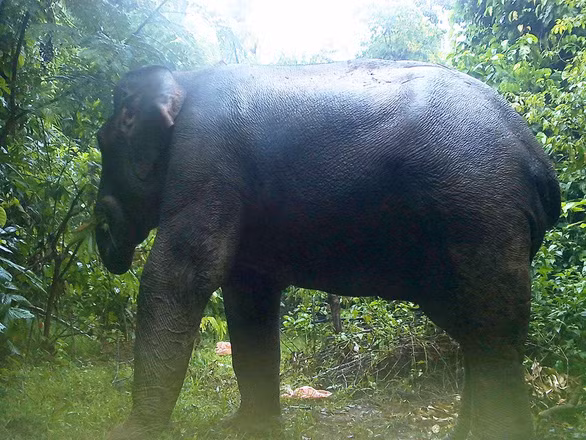 Đàn voi rừng được bẫy ảnh chụp - Ảnh do Ban QLKBT cung cấp