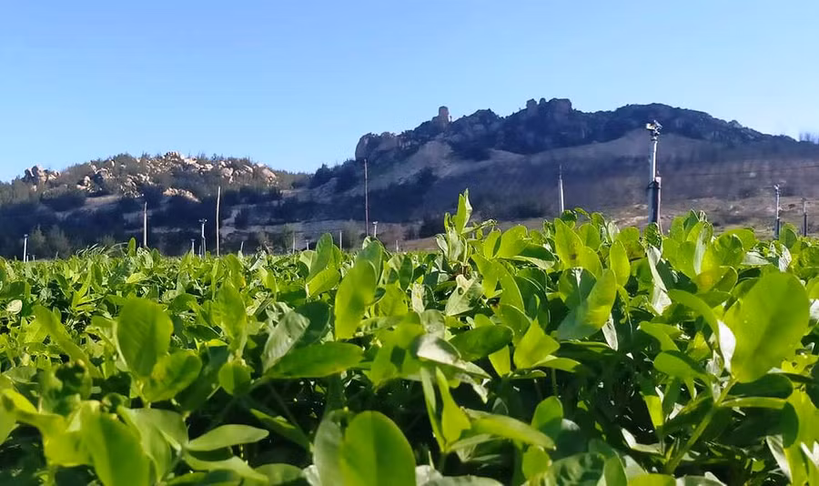 Thung lũng cát Vĩnh Hội (xã Cát Hải) đã được phủ xanh bằng đậu phộng.