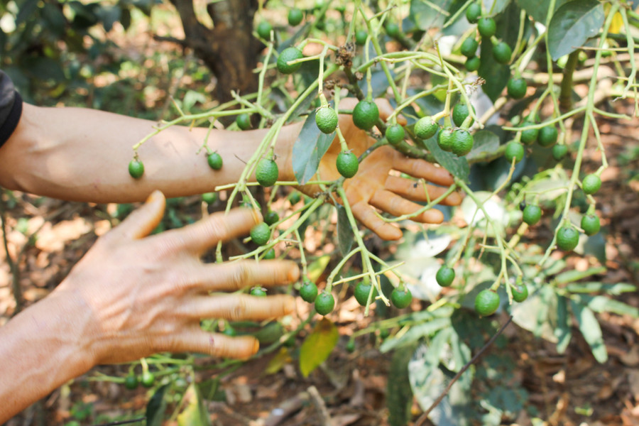 Một chùm bơ vừa đậu trái được anh Đường tỉa thưa để cây đủ chất nuôi quả. (Ảnh: PL) Một chùm bơ vừa đậu trái được anh Đường tỉa thưa để cây đủ chất nuôi quả. (Ảnh: PL)
