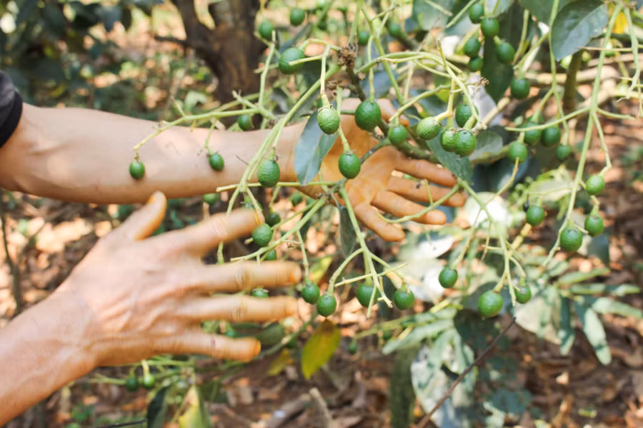 Một chùm bơ vừa đậu trái được anh Đường tỉa thưa để cây đủ chất nuôi quả. (Ảnh: PL)