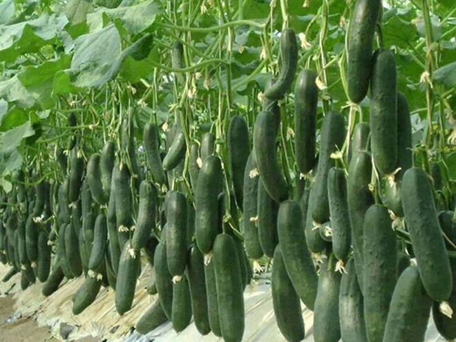 Các nhà nghiên cứu ở Trung Quốc đã phát hiện ra dưa leo có chứa hợp chất cucurbitacin A - có đặc tính chống lại khối u ung thư. ẢNH MINH HỌA: SHUTTERSTOCK