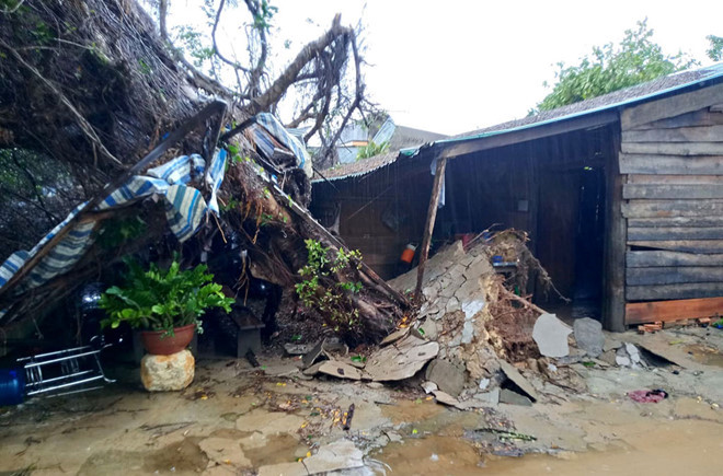 Một cây xanh cổ thụ bị lốc xoáy làm bật gốc. ẢNH: TRÙNG DƯƠNG