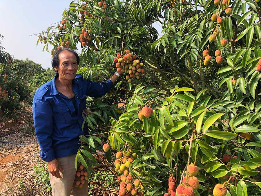 Hơn 400 cây vải của gia đình ông Lê Văn Hùng (thôn 1, xã Nghĩa An, huyện Kbang) bước vào mùa thu hoạch, cây nào cây nấy trĩu quả, hồng rực. Ảnh: Ngọc Minh  Hơn 400 cây vải của gia đình ông Lê Văn Hùng (thôn 1, xã Nghĩa An, huyện Kbang) bước vào mùa thu hoạch, cây nào cây nấy trĩu quả, hồng rực. Ảnh: Ngọc Minh