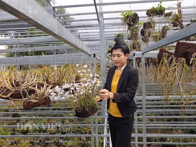 Chị Phượng bỏ ra hơn 250 triệu đồng thiết kế 4 tầng giàn treo phong lan bằng kim loại.