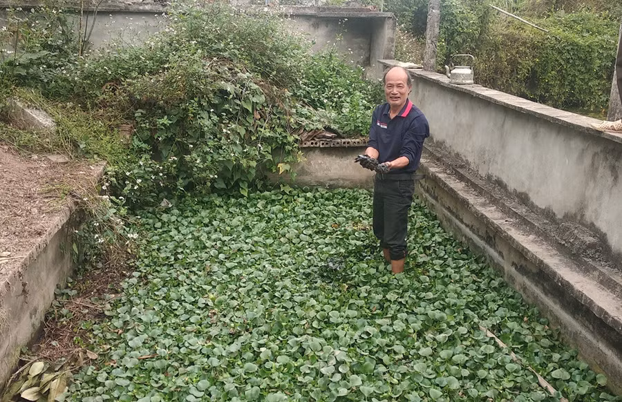 Ao nuôi ba ba ông Hiền thả bèo tây làm nơi trú ẩn cho loài bò sát này.