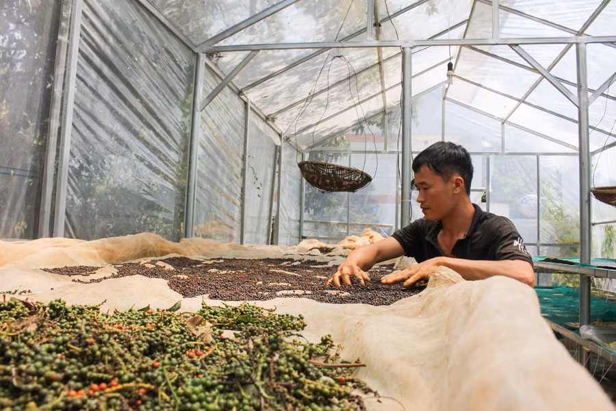 Hết mùa thu hái cà phê đặc sản, nhà kính được anh Đường tận dụng để phơi hồ tiêu, trà, dược liệu. (Ảnh: PL) Hết mùa thu hái cà phê đặc sản, nhà kính được anh Đường tận dụng để phơi hồ tiêu, trà, dược liệu. (Ảnh: PL)