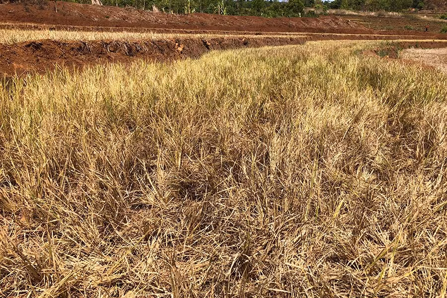 Lúa Đông Xuân thiếu nước bị cháy khô. Ảnh: Lê Nam