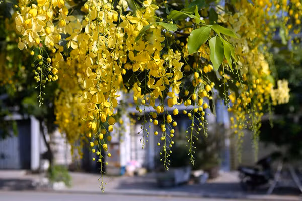 Hoa Dok Khun. Ảnh: K.N.B