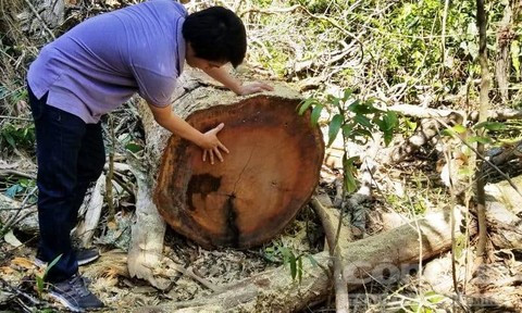 Một cây bị cưa hạ khác không được đánh dấu