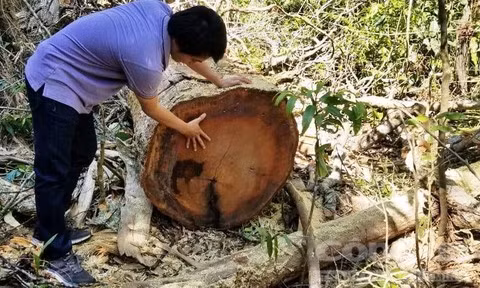 Một cây bị cưa hạ khác không được đánh dấu