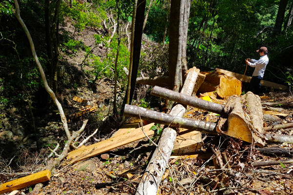 Một cây gỗ hương bị chết. Ảnh: H.S