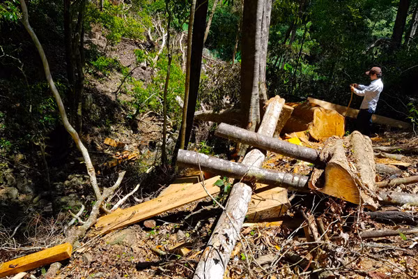 Một cây gỗ hương bị chết. Ảnh: H.S