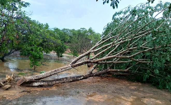 Nhiều cây xanh ngã đổ vì mưa lớn, lốc xoáy. ẢNH: TRÙNG DƯƠNG
