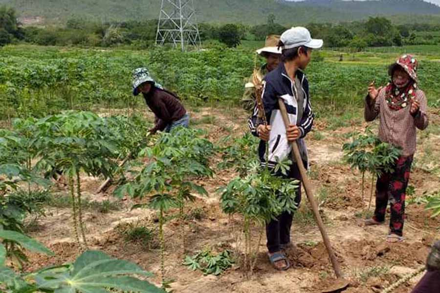 Người dân nhổ bỏ cây mì bị bệnh. Ảnh; Lê Nam