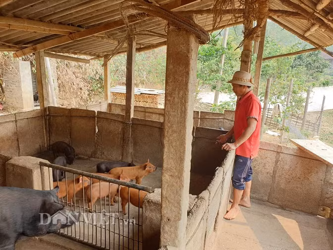 Khu nuôi lợn của gia đình ông Phi luôn được vệ sinh sạch sẽ, thoáng mát, nên lợn nuôi ít bị dịch bệnh.