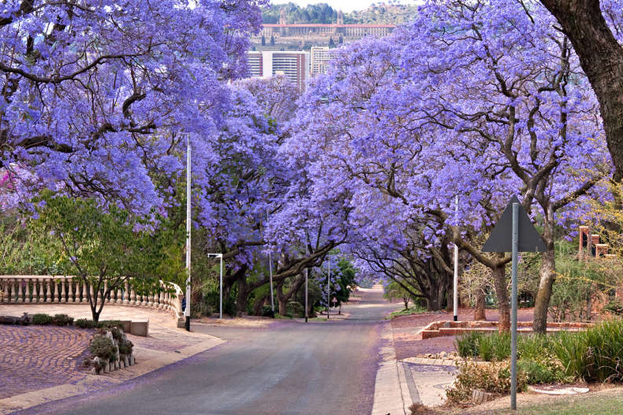 Nếu bạn đến Nam Phi vào thời gian khoảng tháng tháng 10 và tháng 11, bạn sẽ ấn tượng vô cùng trước những cây pretoria với những chùm hoa màu tím đang nở bung rực rỡ khắp các phố phường. Những hàng cây hoa tím này khiến các con đường trở nên lãng mạn hơn, nhất là vào buổi hoàng hôn. Nếu bạn đến Nam Phi vào thời gian khoảng tháng tháng 10 và tháng 11, bạn sẽ ấn tượng vô cùng trước những cây pretoria với những chùm hoa màu tím đang nở bung rực rỡ khắp các phố phường. Những hàng cây hoa tím này khiến các con đường trở nên lãng mạn hơn, nhất là vào buổi hoàng hôn.